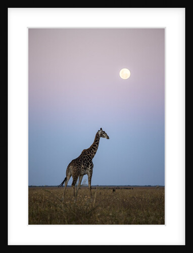 Giraffe and Moonrise, Chobe National Park, Botswana by Anonymous