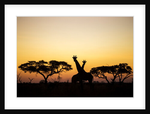 Giraffes at Dusk, Chobe National Park, Botswana by Anonymous