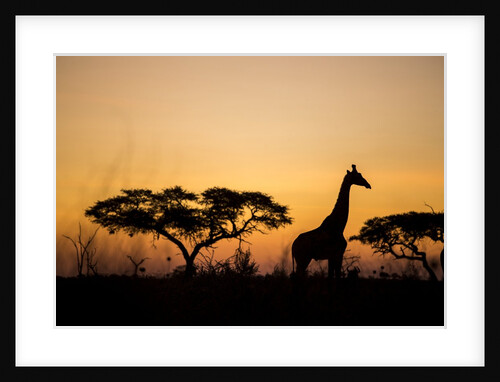 Giraffe at Dusk, Chobe National Park, Botswana by Anonymous