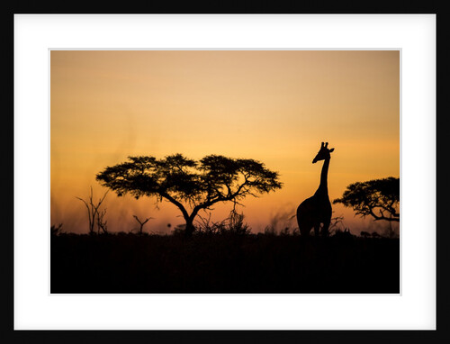 Giraffe at Dusk, Chobe National Park, Botswana by Anonymous