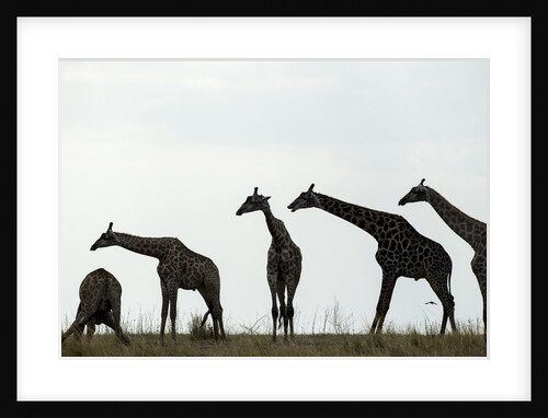 Giraffe Herd, Chobe National Park, Botswana by Anonymous