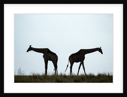 Giraffe Herd, Chobe National Park, Botswana by Anonymous