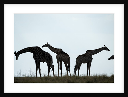 Giraffe Herd, Chobe National Park, Botswana by Anonymous