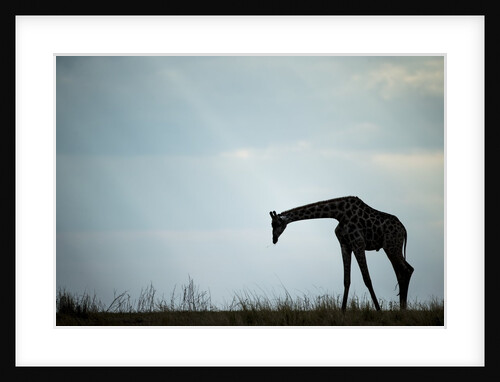 Giraffe along Chobe River, Chobe National Park, Botswana by Anonymous