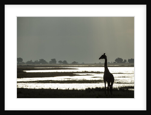 Giraffe along Chobe River, Chobe National Park, Botswana by Anonymous
