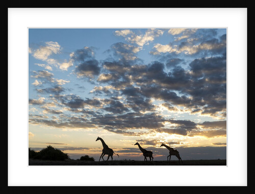 Giraffe Herd along Chobe River, Chobe National Park, Botswana by Anonymous