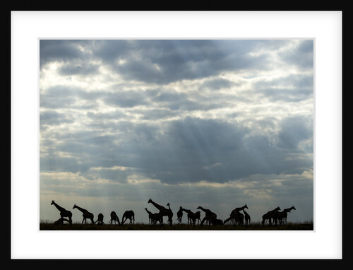 Giraffe Herd along Chobe River, Chobe National Park, Botswana by Anonymous