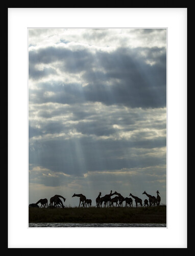 Giraffe Herd along Chobe River, Chobe National Park, Botswana by Anonymous