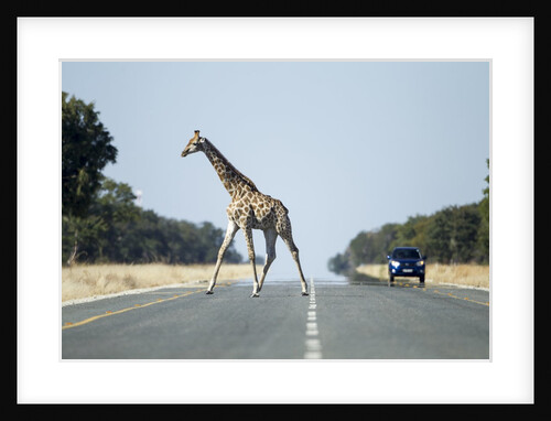 Giraffe Crossing Highway, Kasane, Botswana by Anonymous