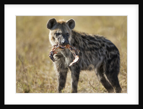 Hyena, Moremi Game Reserve, Botswana by Anonymous
