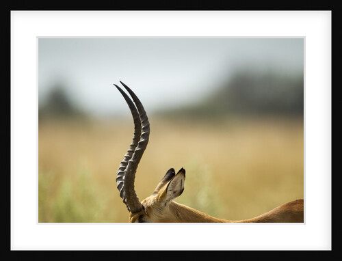 Impala Horns, Moremi Game Reserve, Botswana by Anonymous