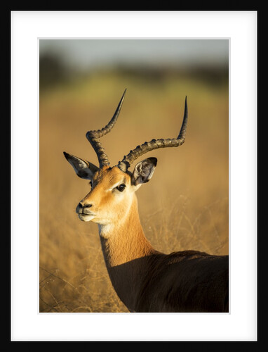 Impala, Moremi Game Reserve, Botswana by Anonymous