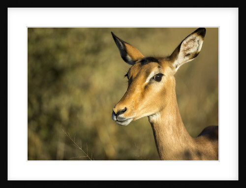 Impala, Moremi Game Reserve, Botswana by Anonymous