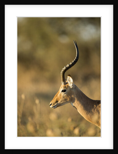 Impala, Moremi Game Reserve, Botswana by Anonymous