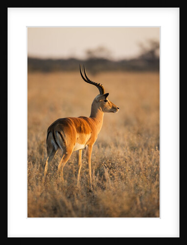 Impala, Moremi Game Reserve, Botswana by Anonymous