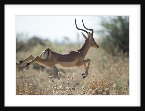 Leaping Impala, Moremi Game Reserve, Botswana by Anonymous