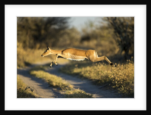 Leaping Impala, Moremi Game Reserve, Botswana by Anonymous