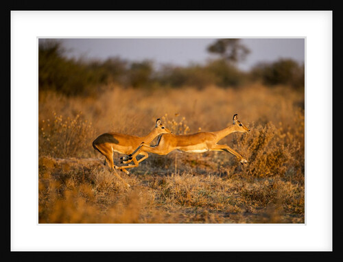 Leaping Impalas, Moremi Game Reserve, Botswana by Anonymous