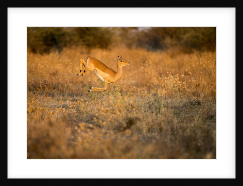 Leaping Impala, Moremi Game Reserve, Botswana by Anonymous
