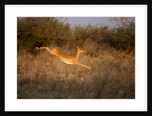 Leaping Impala, Moremi Game Reserve, Botswana by Anonymous