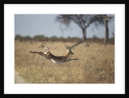 Leaping Impala, Moremi Game Reserve, Botswana by Anonymous