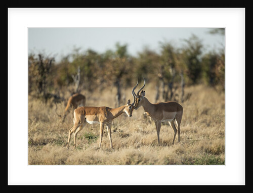Male and Female Impala, Chobe National Park,Botswana by Anonymous