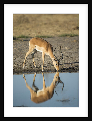 Male Impala Drinking, Chobe National Park,Botswana by Anonymous
