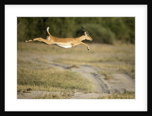 Leaping Impala, Chobe National Park, Botswana by Anonymous