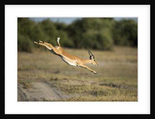 Leaping Impala, Chobe National Park, Botswana by Anonymous