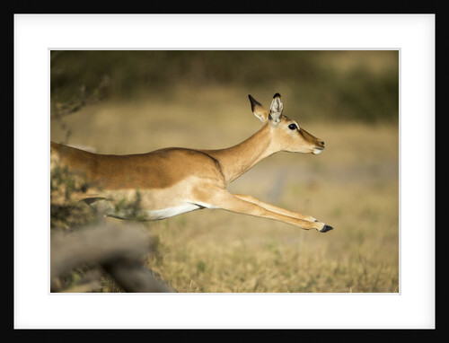 Leaping Impala, Chobe National Park, Botswana by Anonymous