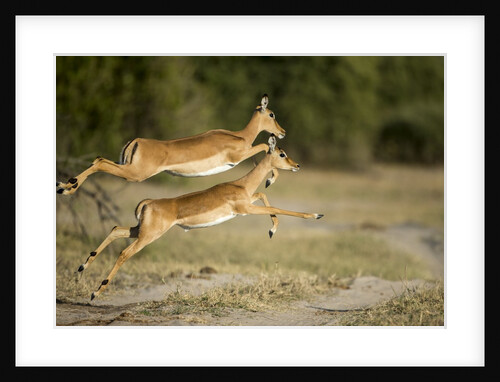Leaping Impala, Chobe National Park, Botswana by Anonymous