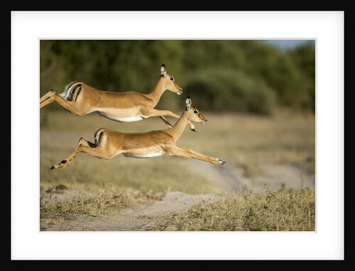 Leaping Impala, Chobe National Park, Botswana by Anonymous