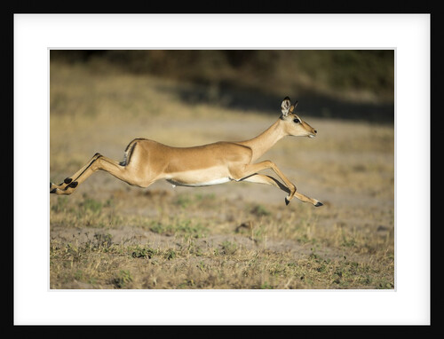 Leaping Impala, Chobe National Park, Botswana by Anonymous