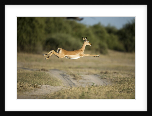 Leaping Impala, Chobe National Park, Botswana by Anonymous