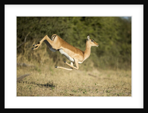 Leaping Impala, Moremi Game Reserve, Botswana by Anonymous