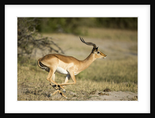 Running Impala, Moremi Game Reserve, Botswana by Anonymous