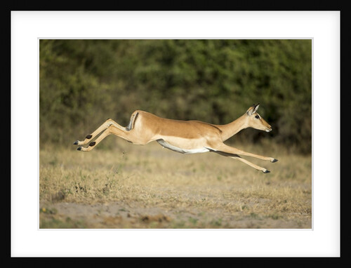 Leaping Impala, Chobe National Park, Botswana by Anonymous