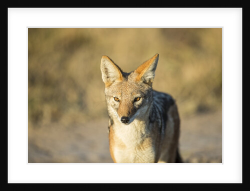 Black-backed Jackal, Nxai Pan National Park,Botswana by Anonymous