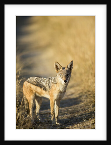 Black-backed Jackal, Nxai Pan National Park,Botswana by Anonymous