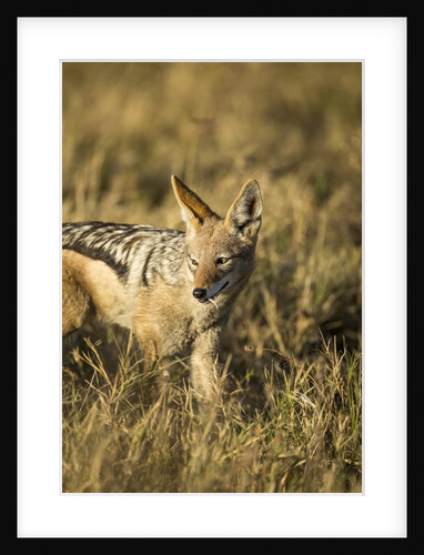 Black-backed Jackal Eating Mouse, Chobe National Park,Botswana by Anonymous