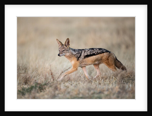 Black-backed Jackal, Chobe National Park,Botswana by Anonymous