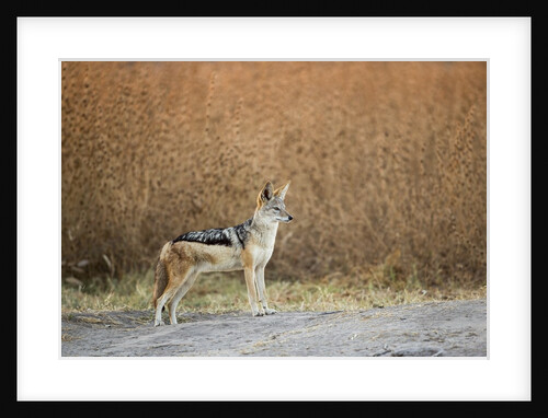 Black-backed Jackal, Chobe National Park,Botswana by Anonymous