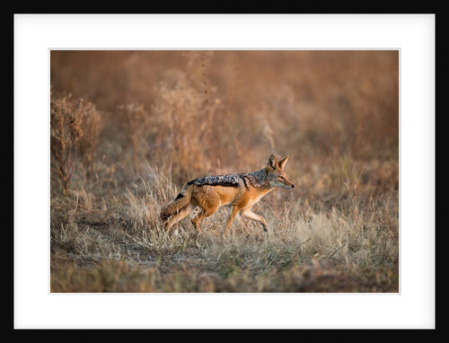 Black-backed Jackal, Chobe National Park,Botswana by Anonymous