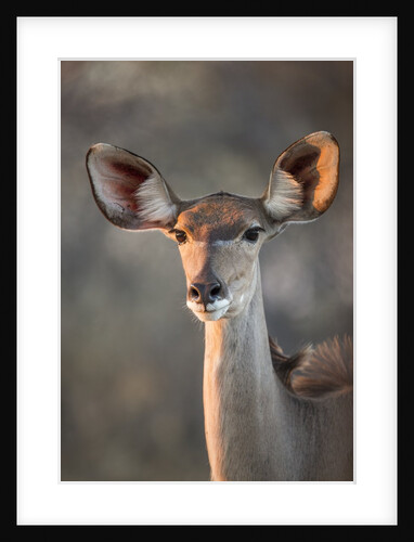 Female Greater Kudu, Chobe National Park, Botswana by Anonymous