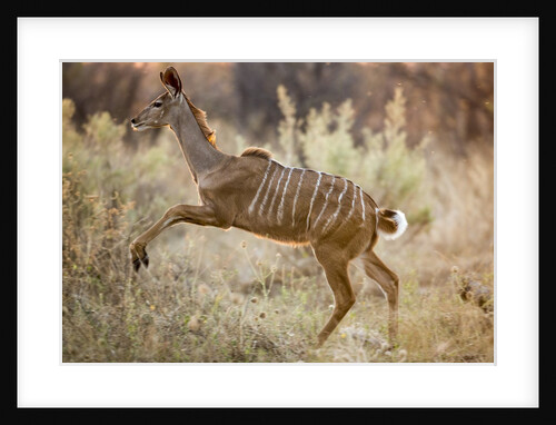 Female Greater Kudu, Chobe National Park, Botswana by Anonymous