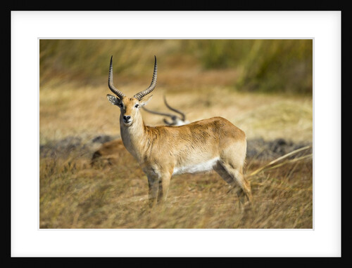 Lechwe, Moremi Game Reserve, Botswana by Anonymous