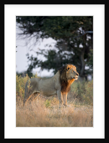 Male Lion, Moremi Game Reserve, Botswana by Anonymous