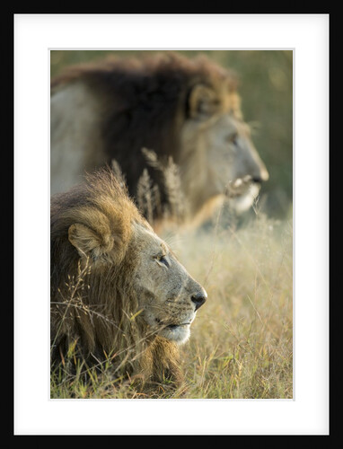 Male Lions, Moremi Game Reserve, Botswana by Anonymous