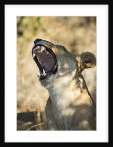 Yawning Lioness, Chobe National Park, Botswana by Anonymous