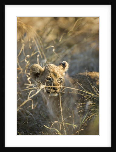 Lion Cub in Tall Grass, Chobe National Park, Botswana by Anonymous
